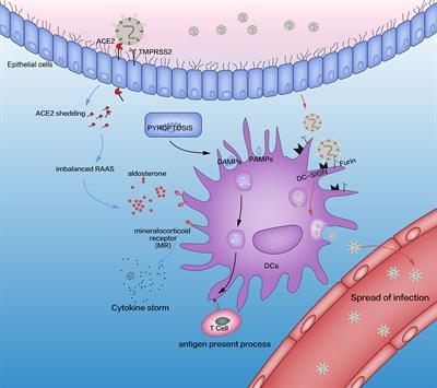 Depletion and Dysfunction of Dendritic Cells: Understanding SARS-CoV-2 Infection